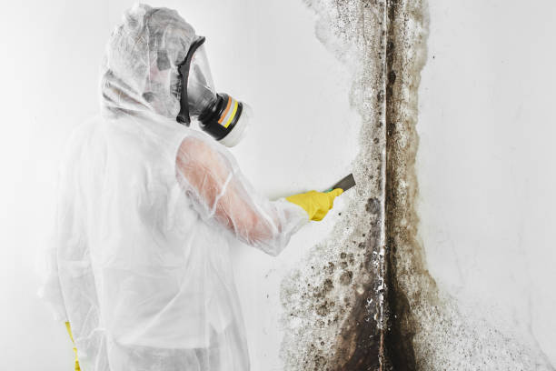 Best Industrial Mold Remediation in Fruitvale, CO