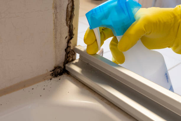 Best Commercial Mold Remediation in Fruitvale, CO